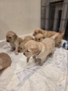 Healthy Golden Retriever Puppies for sale