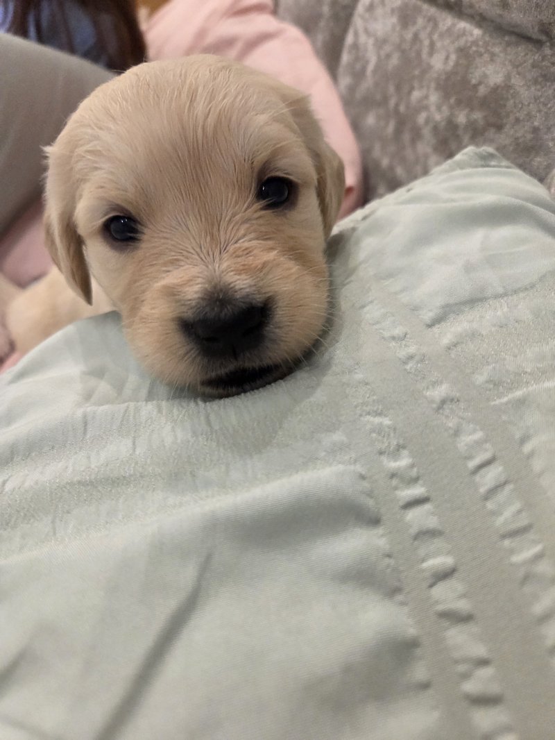 Healthy Golden Retriever Puppies