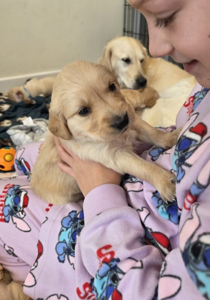 Microchipped Golden Retriever Puppies