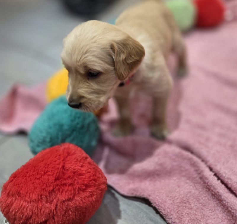 Golden Retriever Puppies for new homes