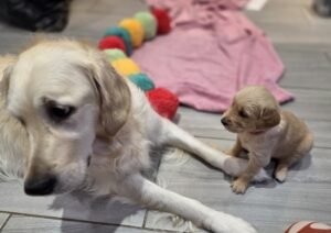 Golden Retriever Puppies