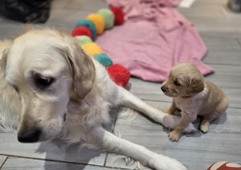 Golden Retriever Puppies