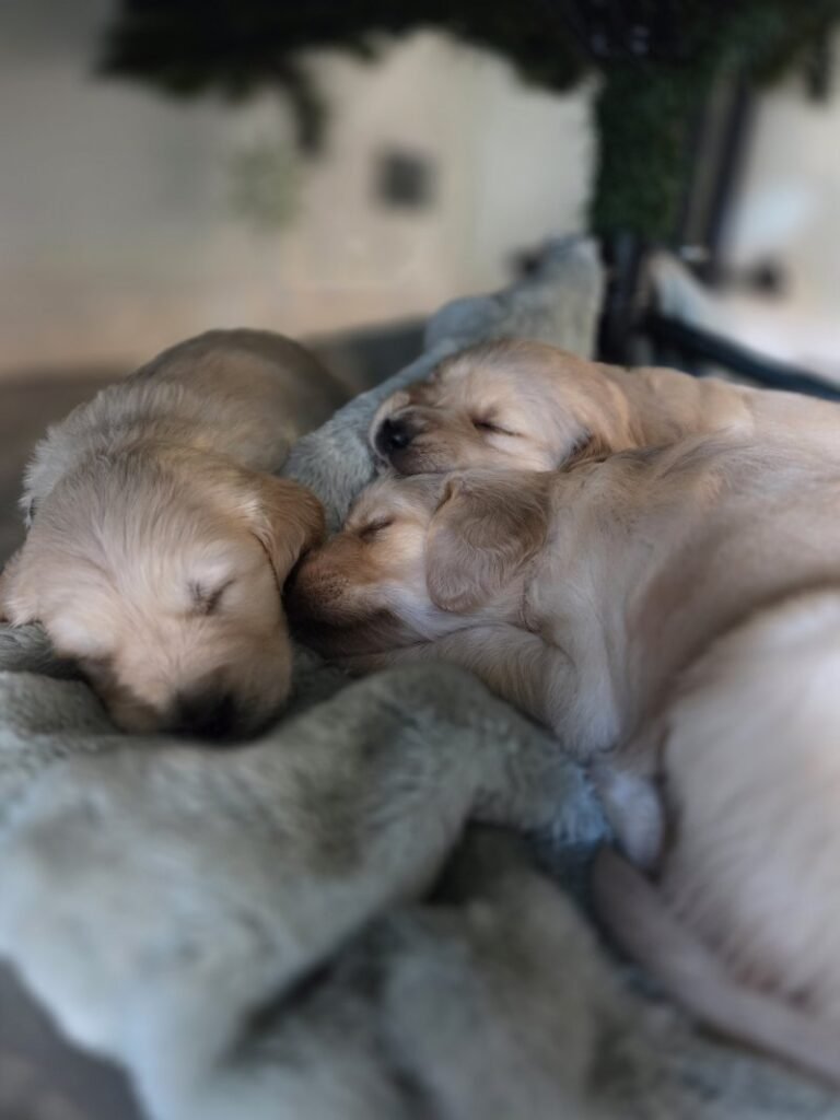 Ethical Golden Retreiver Breeder London