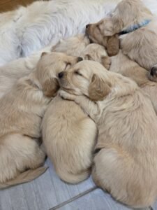 Golden retriever breeder near us