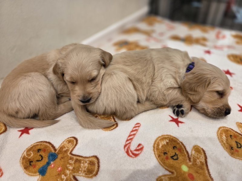 Golden retriever breeder