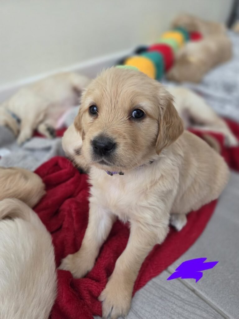 Home raised golden retriever puppies uk