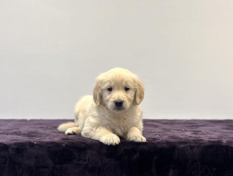 Golden Retriever for sale near london