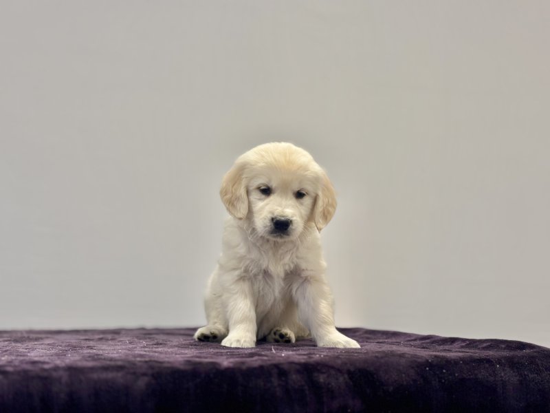Golden Retriever for sale uk