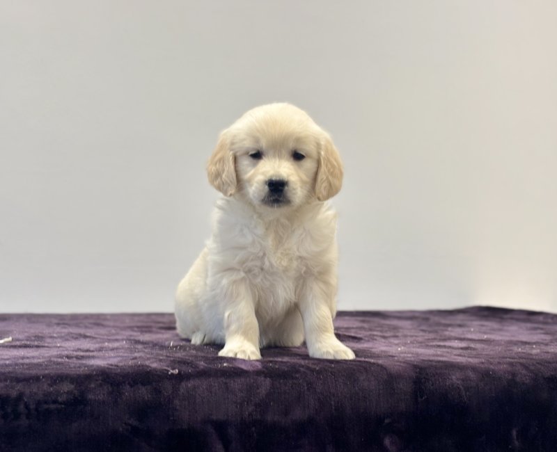 Golden Retriever for sale