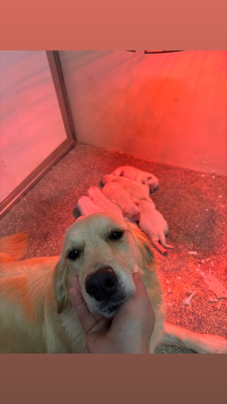 Golden Retriever Puppies