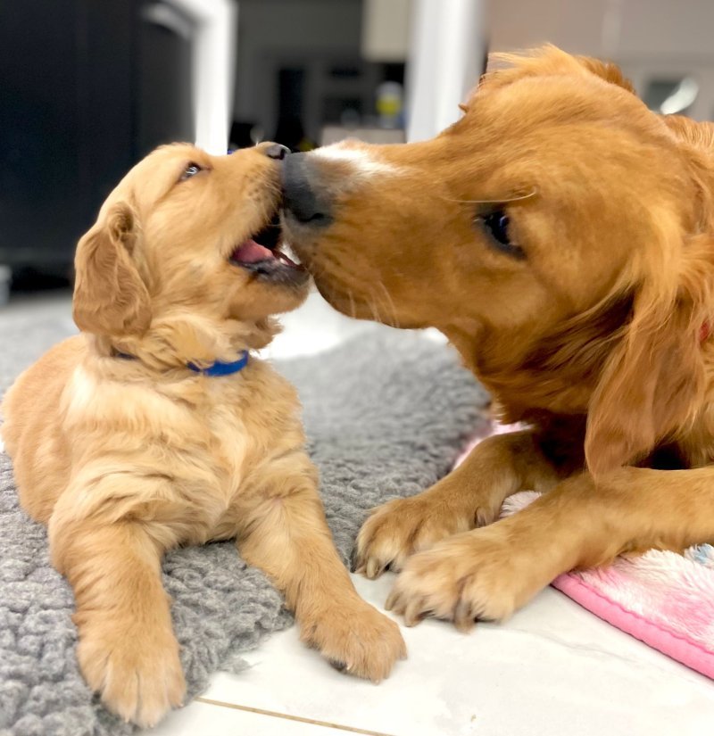 Golden Retriever Puppies