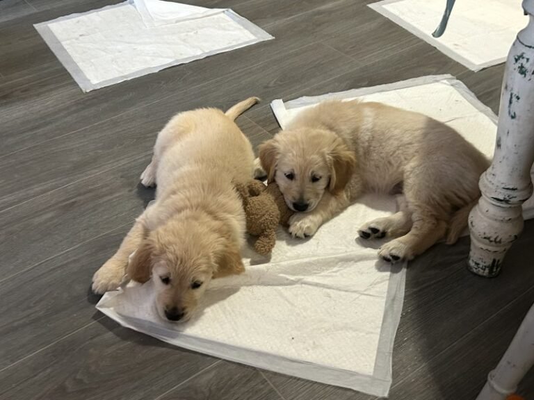 Golden Retriever Puppies for sale