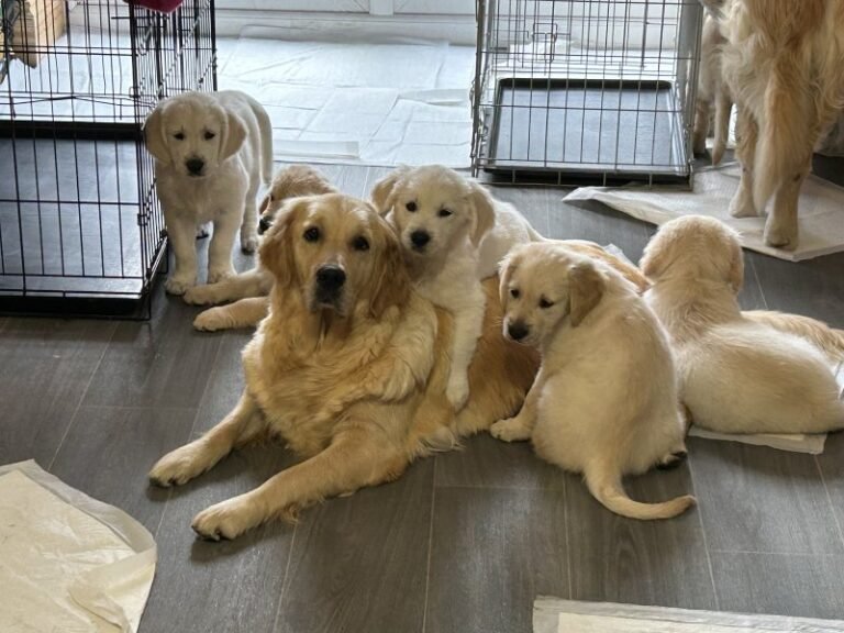 Available Golden Retrievers