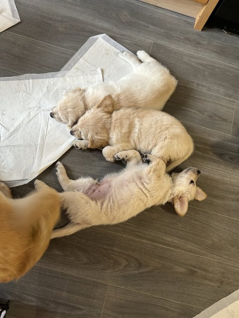 Golden Retriever Breeders near me