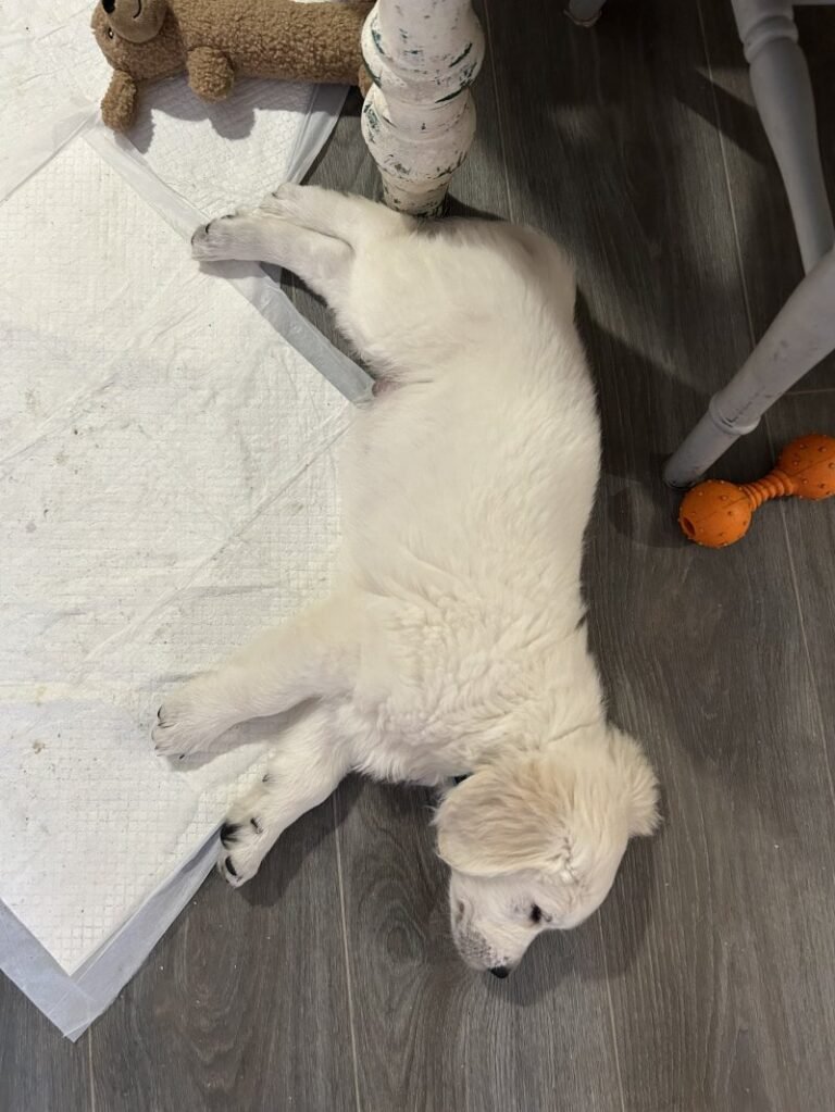 Golden Retriever Breeders