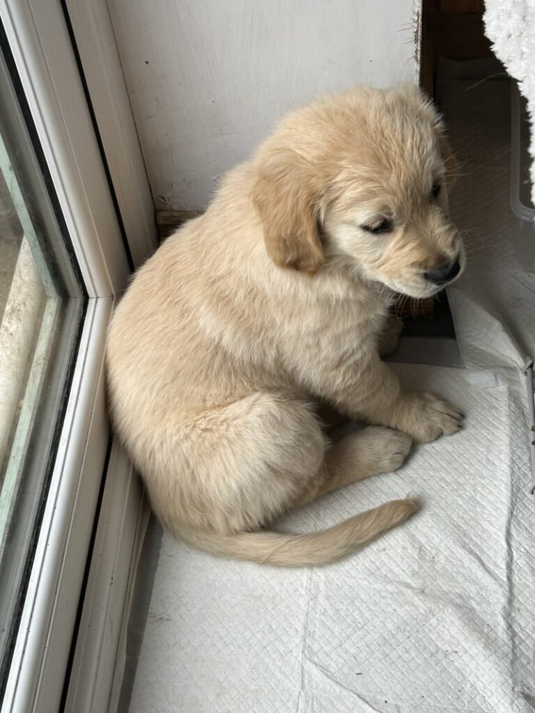 Golden Retrievers for sale